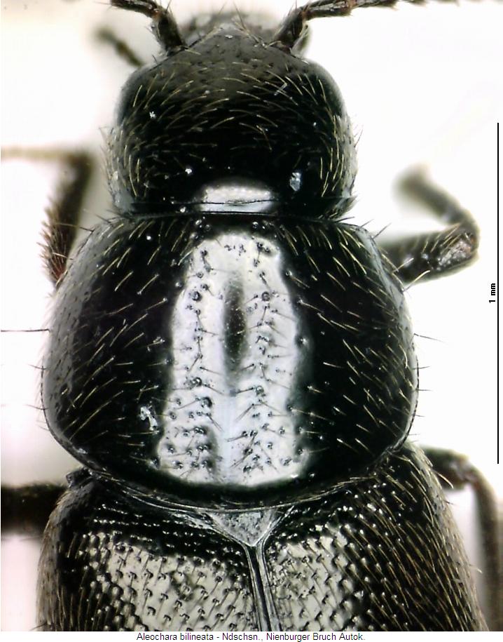 aleochara_bilineata_vk.jpg