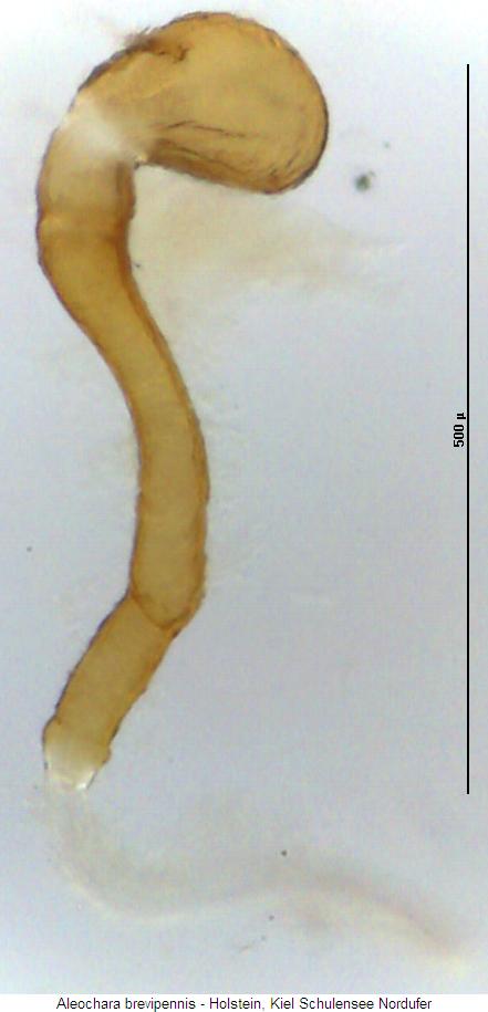 aleochara_brevipennis_sperm.jpg