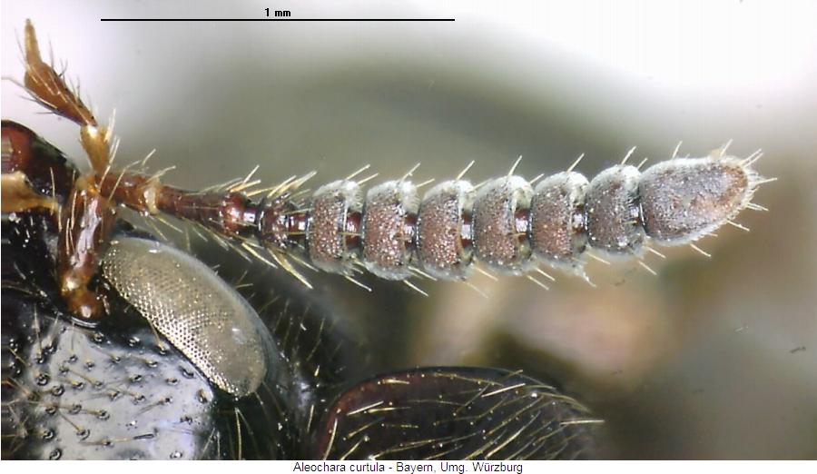 aleochara_curtula_f.jpg