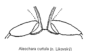 aleochara_curtula_mbr.gif
