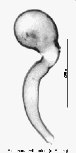 aleochara_erythroptera_sperm.gif