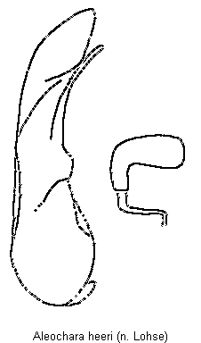 aleochara_heeri.gif
