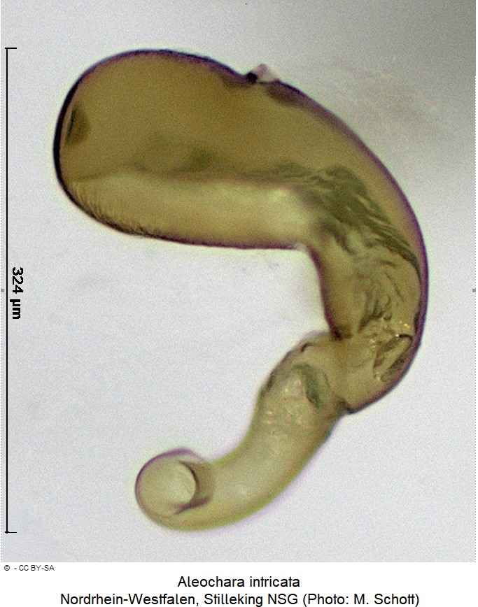 aleochara_intricata_ck38184704_sperm.jpg