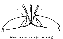 aleochara_intricata_mbr.gif