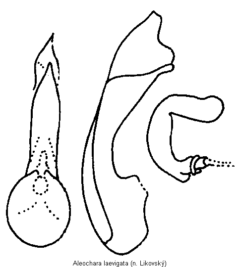 aleochara_laevigata.gif