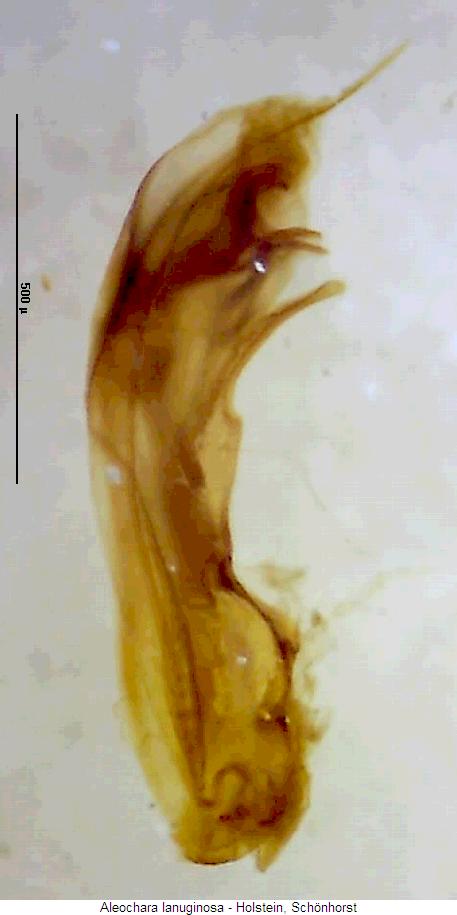 aleochara_lanuginosa.jpg