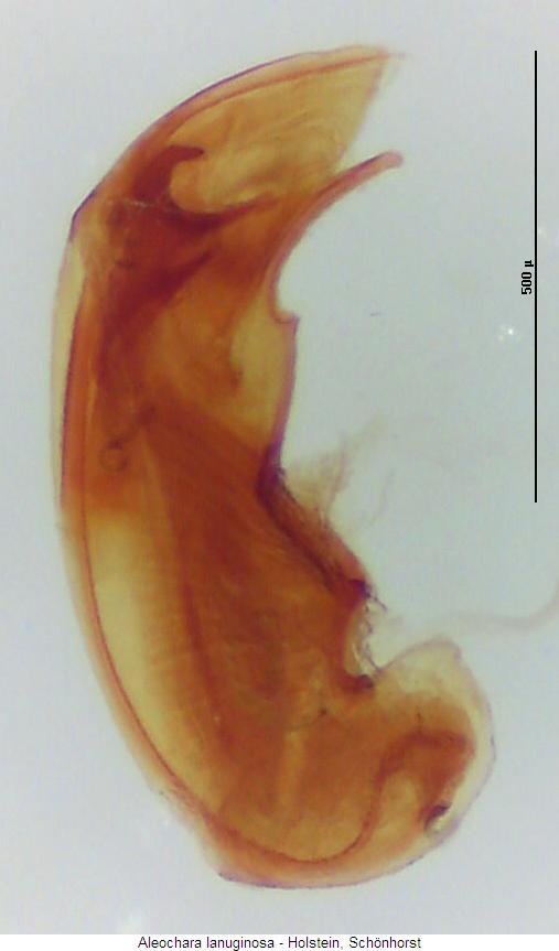 aleochara_lanuginosa2.jpg