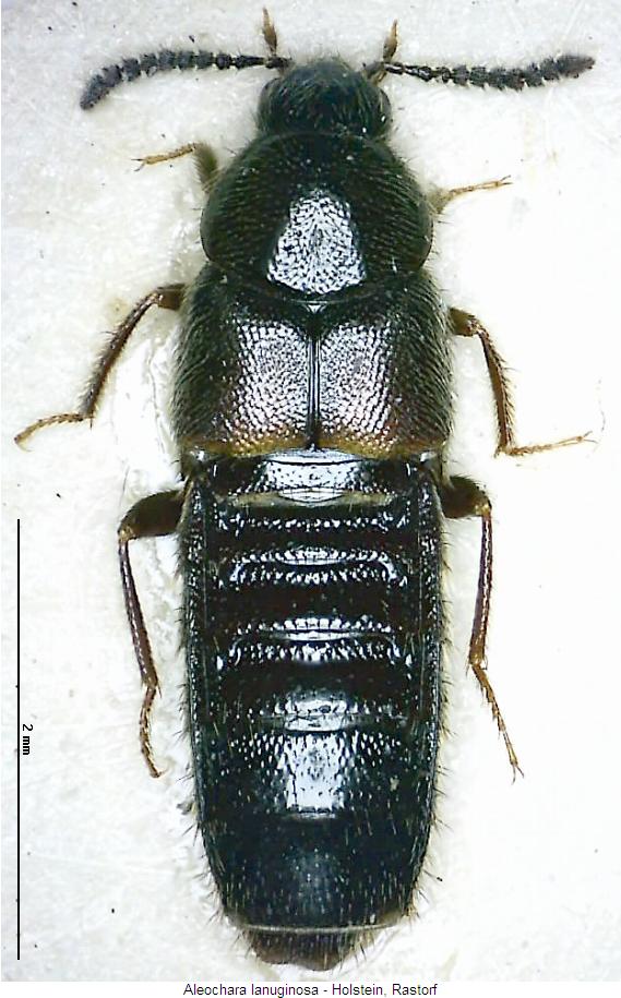 aleochara_lanuginosa_hab.jpg