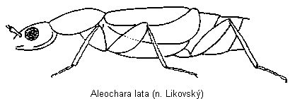 aleochara_lata_sa.gif