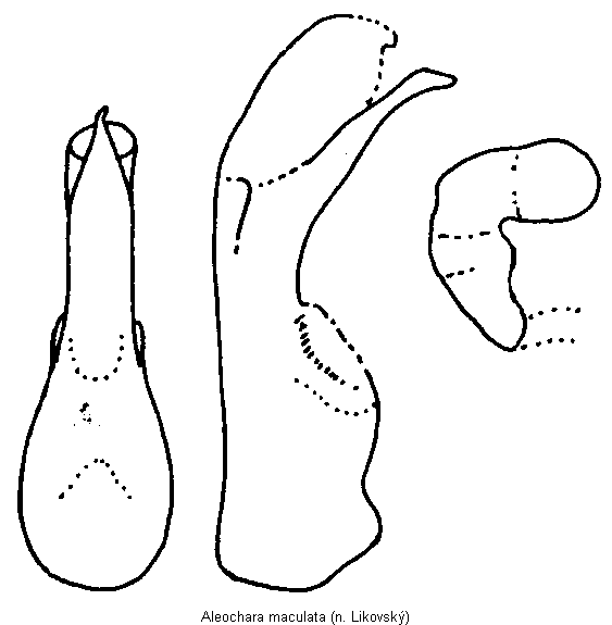 aleochara_maculata.gif