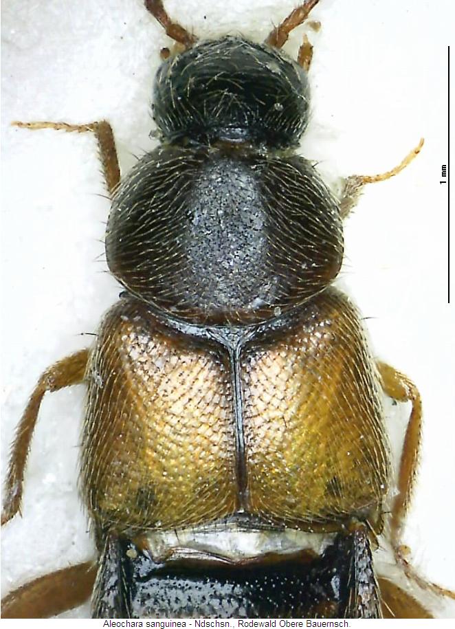 aleochara_sanguinea_vk.jpg