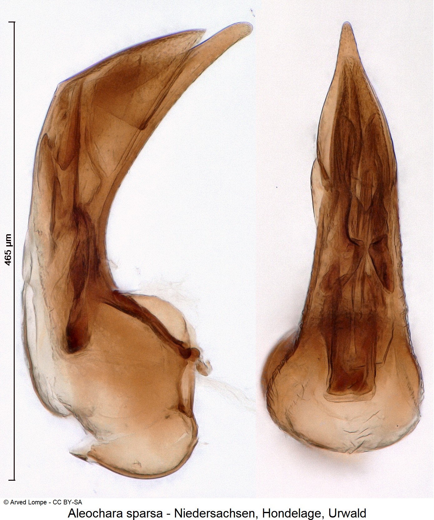 aleochara_sparsa_ck31684693.jpg