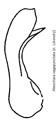 aleochara_vagepunctata.gif