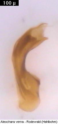 aleochara_verna.jpg