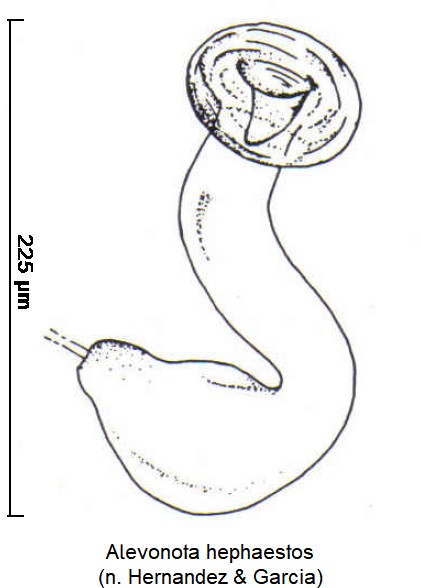 alevonota_hephaestos_sperm-1.jpg