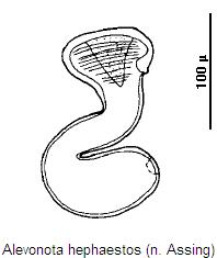 alevonota_hephaestos_sperm.jpg