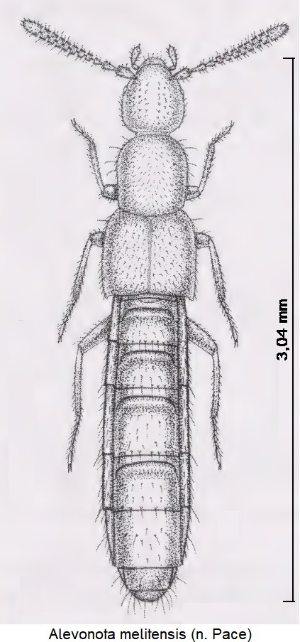 alevonota_melitensis_hab.jpg