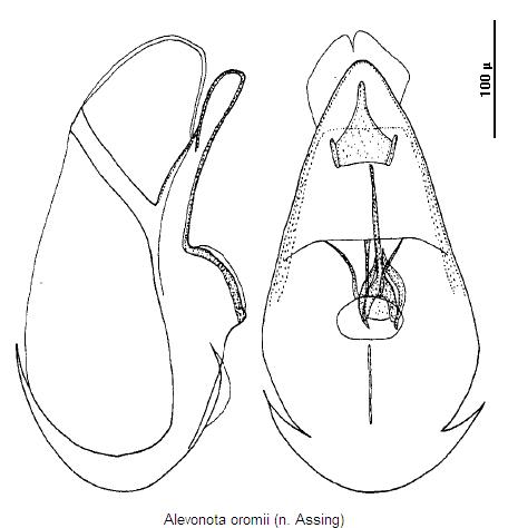 alevonota_oromii.jpg