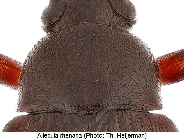 allecula_rhenana_hsch.jpg