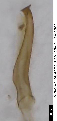 allomalia_quadrivirgata2.jpg