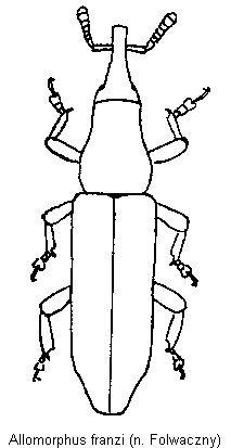 allomorphus_franzi_hab.gif