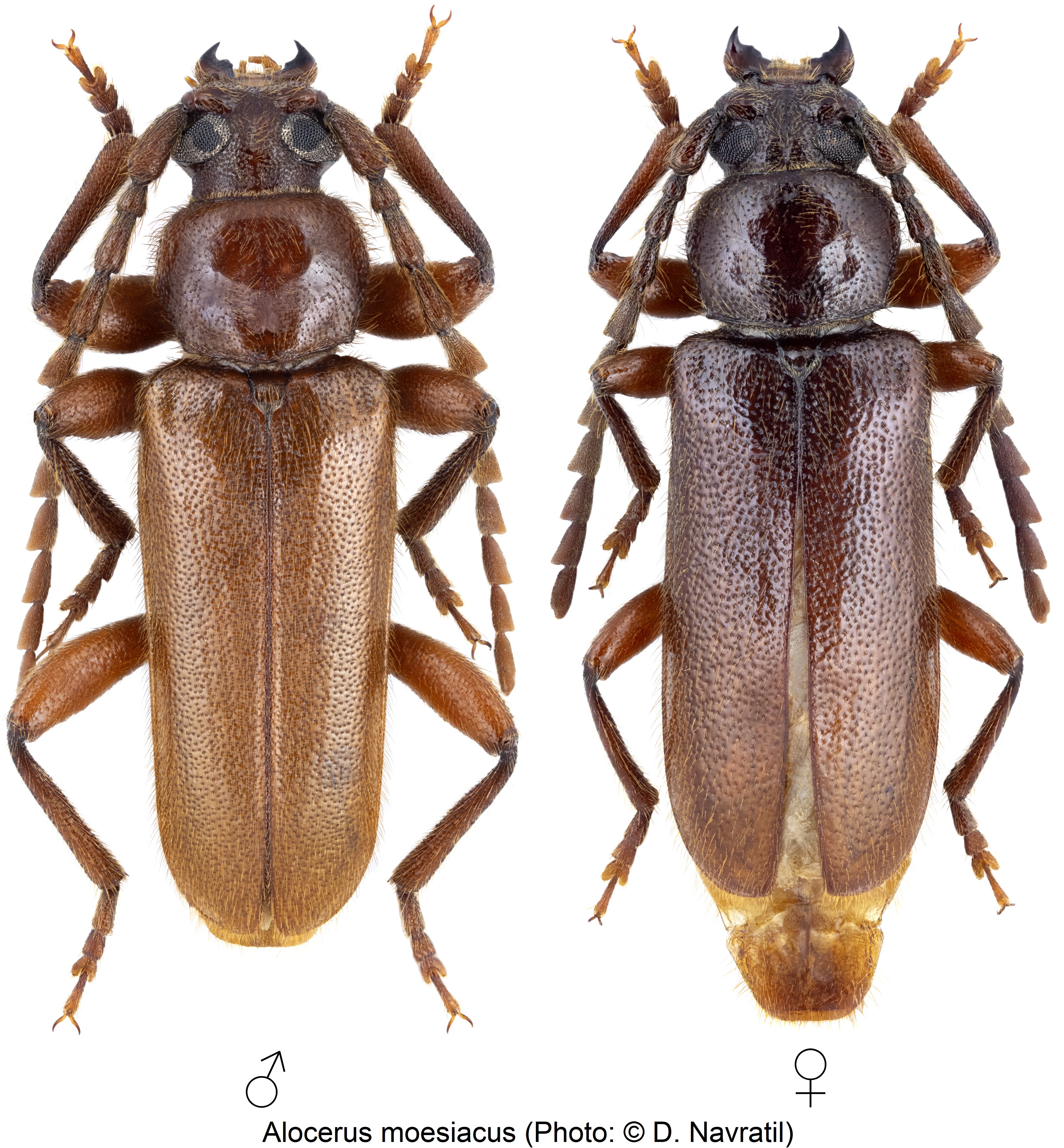 alocerus_moesiacus_hab.jpg