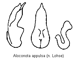 aloconota_appulsa.gif