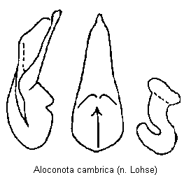 aloconota_cambrica.gif
