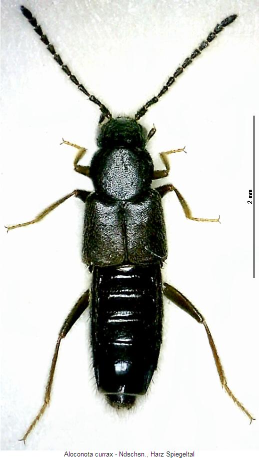 aloconota_currax_hab.jpg
