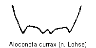 aloconota_currax_tergit.gif