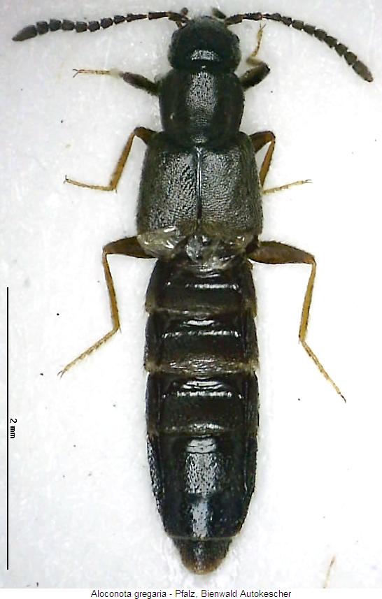 aloconota_gregaria_hab.jpg