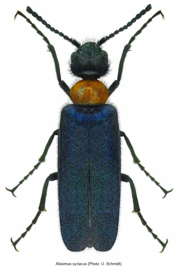 alosimus_syriacus_hab2.jpg
