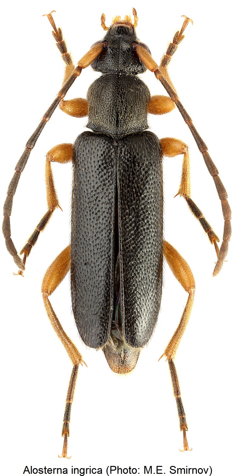 alosterna_ingrica_hab.jpg