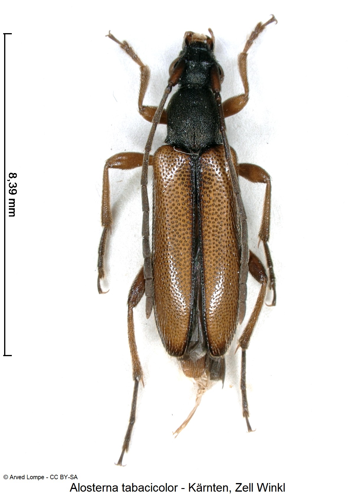 alosterna_tabacicolor_ck10928_hab.jpg
