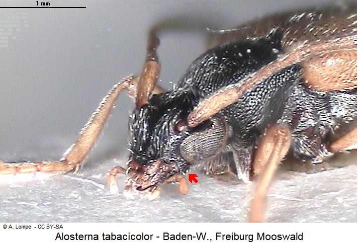 alosterna_tabacicolor_vk.jpg