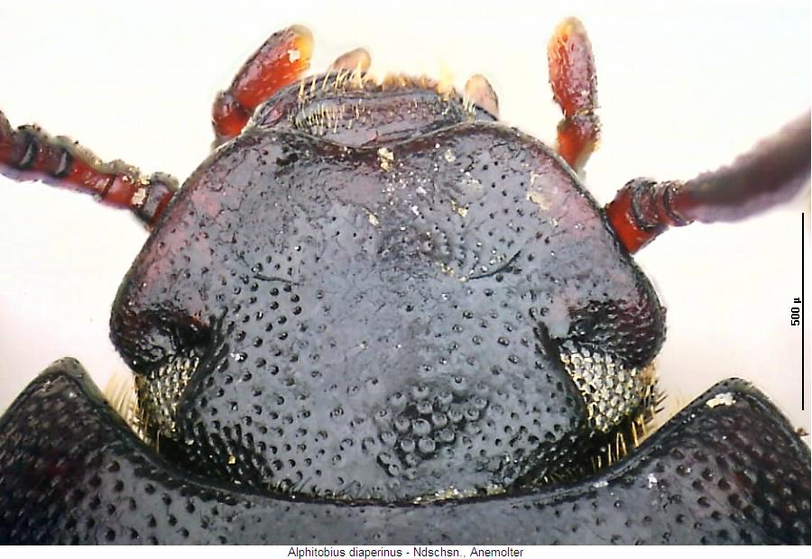 alphitobius_diaperinus_k.jpg