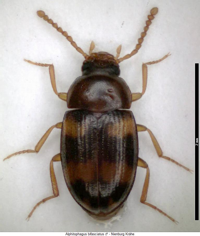 alphitophagus_bifasciatus_hab.jpg