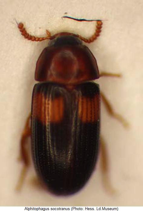 alphitophagus_socotranus_hab.jpg