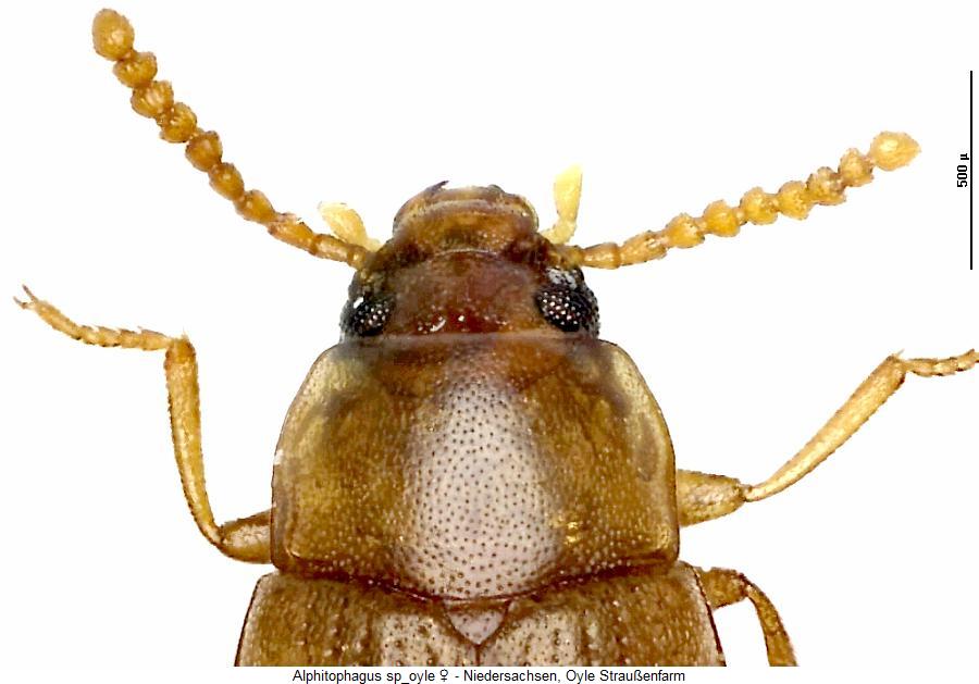 alphitophagus_sp_oyle_vk.jpg