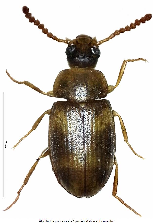 alphitophagus_xaxarsi_hab2.jpg