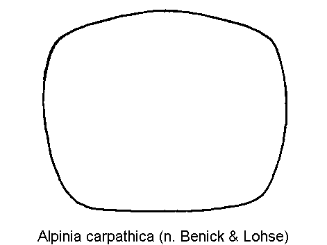 alpinia_carpathica_hsch.gif