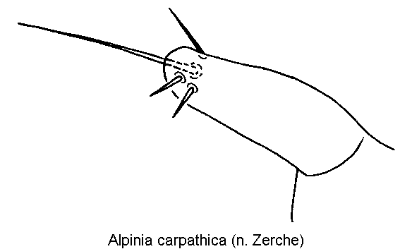alpinia_carpathica_pm.gif