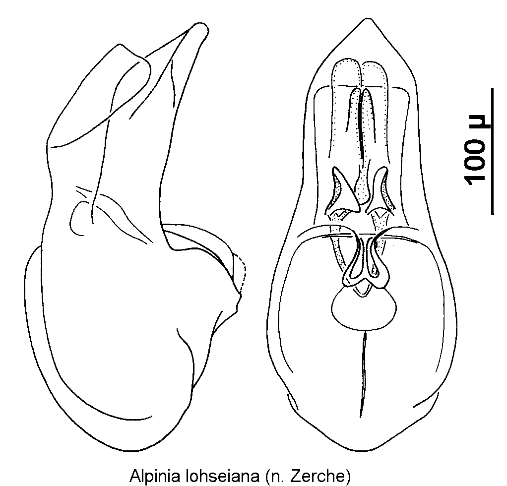 alpinia_lohseiana.gif