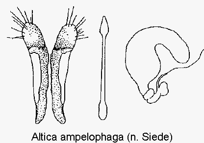 altica_ampelophaga_sperm.gif
