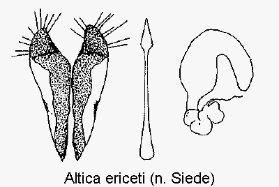 altica_ericeti_sperm.gif