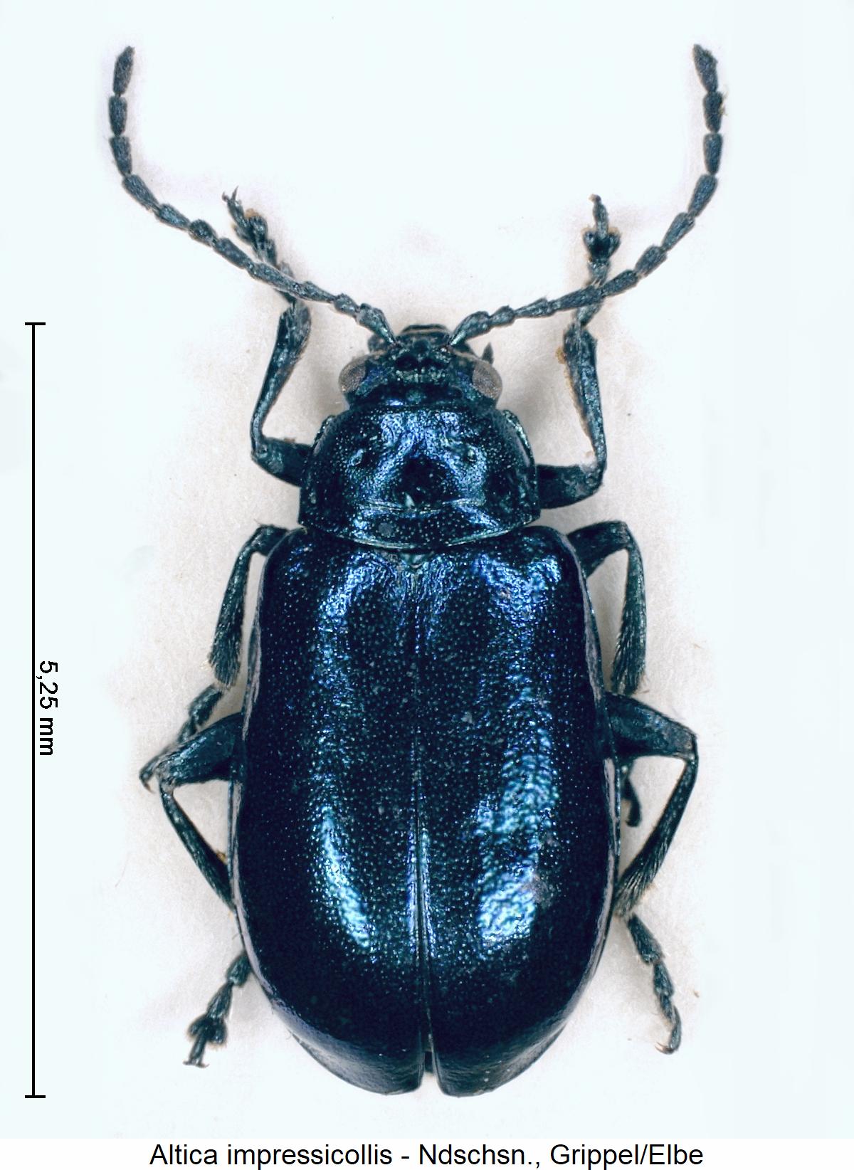 altica_impressicollis_hab.jpg