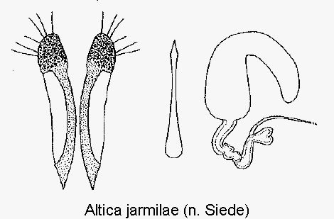 altica_jarmilae_sperm.gif