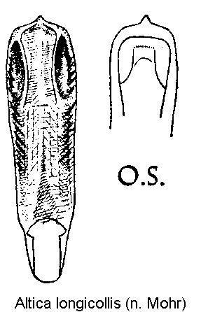 altica_longicollis.gif