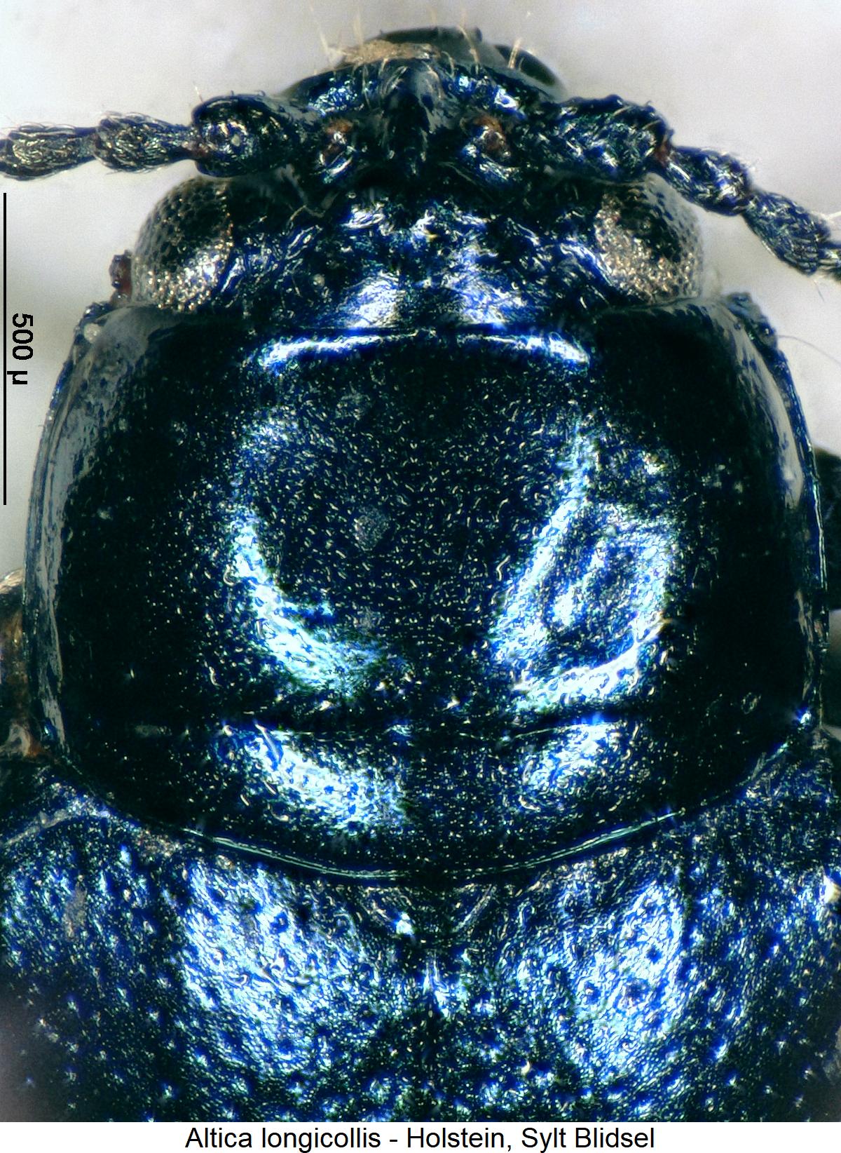 altica_longicollis_hsch.jpg