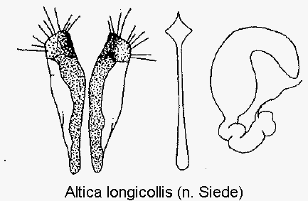 altica_longicollis_sperm.gif